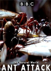 Phim Kiến ăn thịt - The Natural World - Ant Attack (2006)